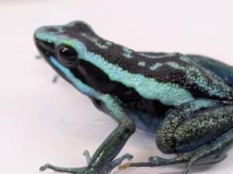 バスレリヤドクガエル“クロームブルー”