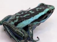 バスレリヤドクガエル“クロームブルー”