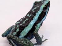 バスレリヤドクガエル“クロームブルー”