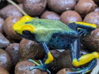 アイゾメヤドクガエル“トゥムクマケ”