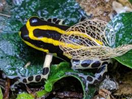 シレンシスヤドクガエル