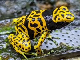 キオビヤドクガエル“ファインスポット”