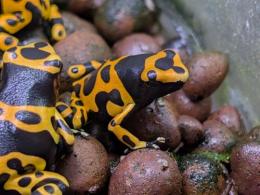 キオビヤドクガエル“チビ特価”