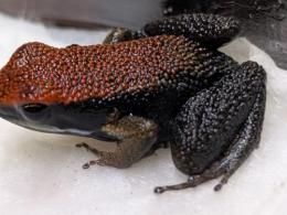 ザパロヤドクガエル