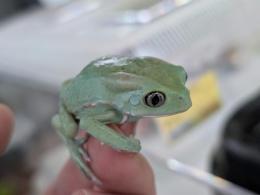 ソバージュネコメガエル