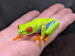 アカメアマガエル