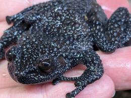 リャボフコケガエル