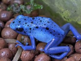 コバルトヤドクガエル