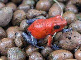 イチゴヤドクガエル“ブルージーン”