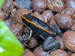 キスジフキヤガエル