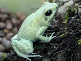 モウドクフキヤガエル“ミント”