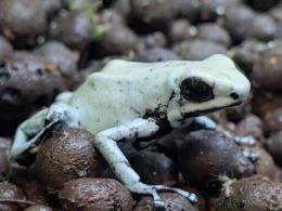 セマダラヤドクガエル“ムーンシャイン”