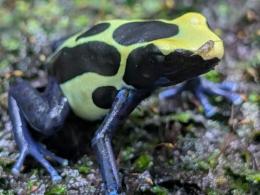 アイゾメヤドクガエル“Amotopo”