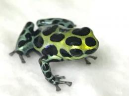 バリアビリスヤドクガエル“サザン”小さめ