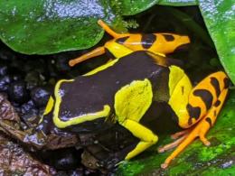 バロンマンテラ