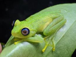 アオメイロメガエル