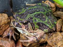 アミメスキアシガエル