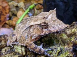 ソロモンツノガエル