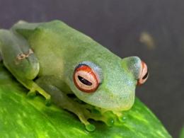 アカメイロメガエル