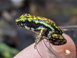 ミイロヤドクガエル“シエリト”小さめベビー