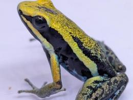 バスレリヤドクガエル“イエロー”