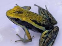 バスレリヤドクガエル“イエロー”