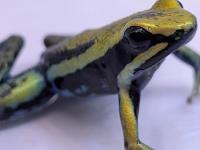 バスレリヤドクガエル“イエロー”