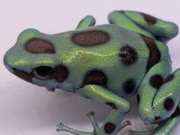 マダラヤドクガエル“マイクロスポット”