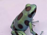 マダラヤドクガエル“マイクロスポット”