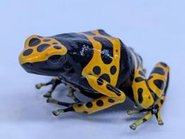 キオビヤドクガエル“ファインスポット”