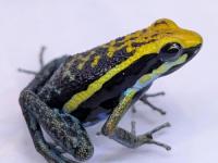 ペペリヤドクガエル