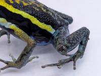 ペペリヤドクガエル