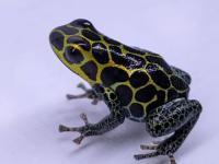 イミテーターヤドクガエル“カイナラチ”