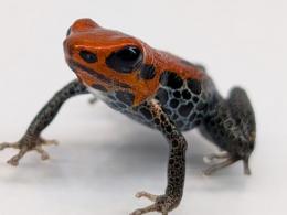 セアカヤドクガエル“レッドフェイス”