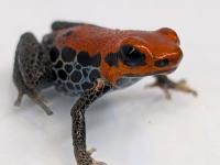 セアカヤドクガエル“レッドフェイス”