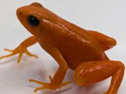 ゴールデンマンテラ