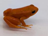 ゴールデンマンテラ