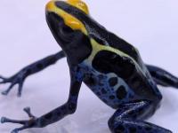 アイゾメヤドクガエル“コバルト”