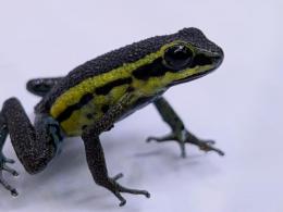 ポンゴエンシスヤドクガエル