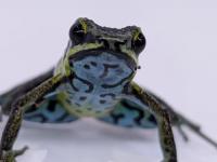 ポンゴエンシスヤドクガエル