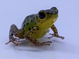 イチゴヤドクガエル“コロン”