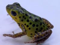 イチゴヤドクガエル“コロン”