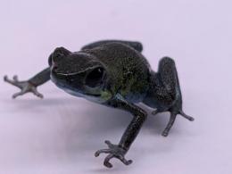 イチゴヤドクガエル“Popa”