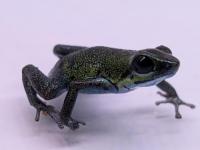 イチゴヤドクガエル“Popa”