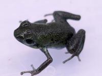 イチゴヤドクガエル“Popa”