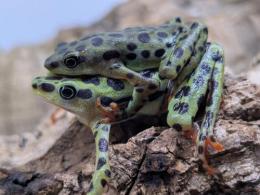 リオペスカドフキヤガマ・ペア