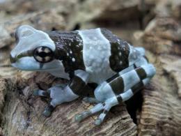 ミルキーツリーフロッグ・ベビー