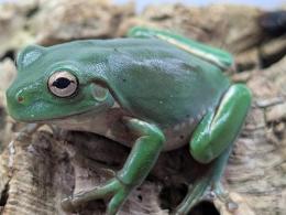 イエアメガエル・ブルー血統