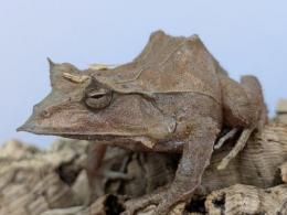 ソロモンツノガエル