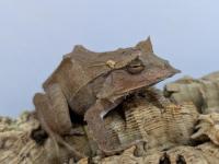 ソロモンツノガエル